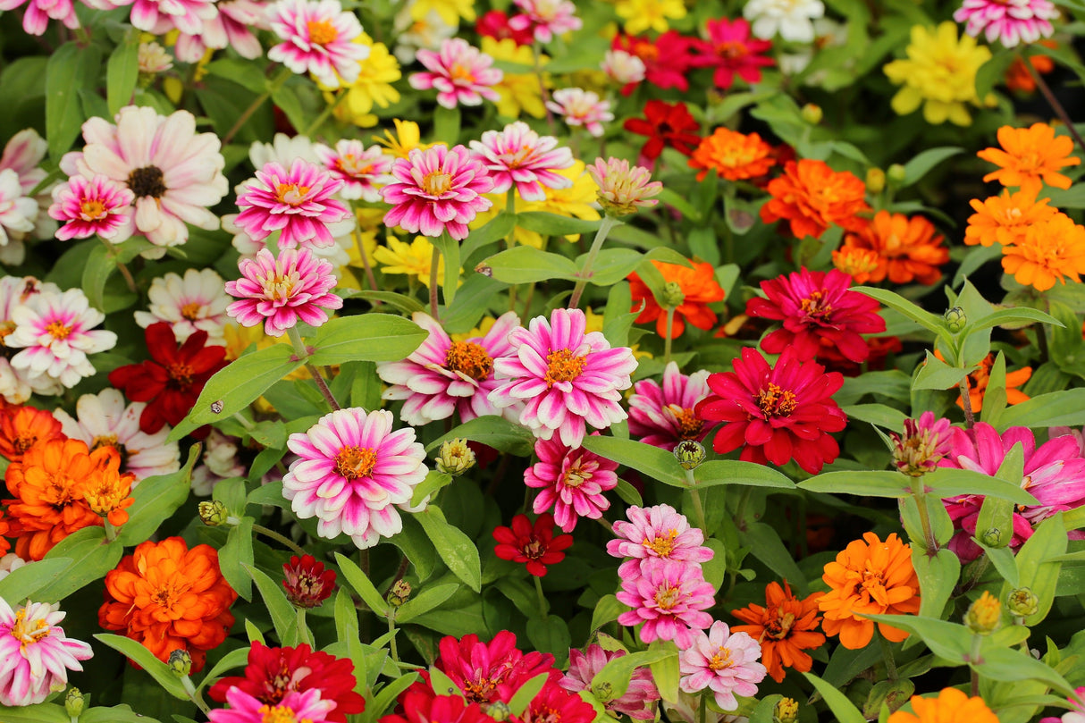 250 Mixed Colors Common GARDEN ZINNIA Elegans Flower Seeds