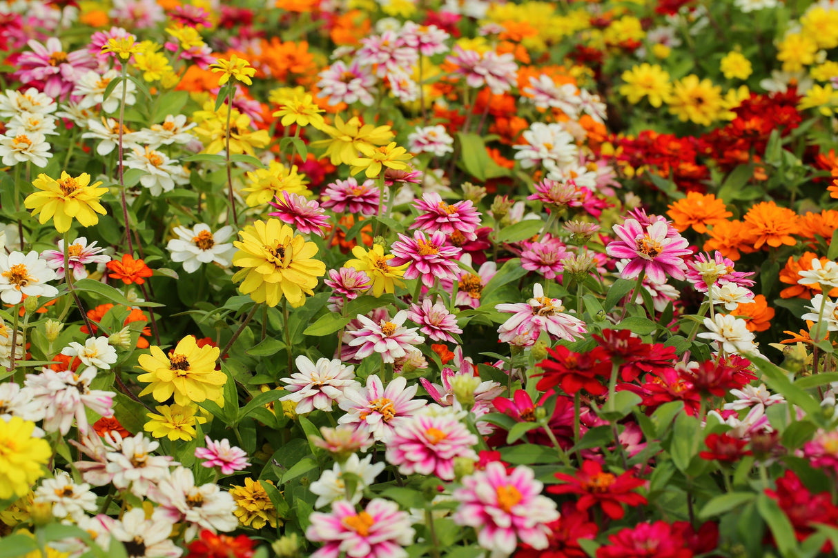 250 Mixed Colors Common GARDEN ZINNIA Elegans Flower Seeds