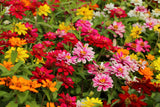 250 Mixed Colors Common GARDEN ZINNIA Elegans Flower Seeds