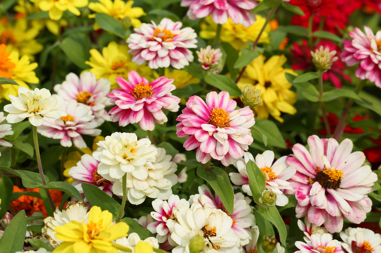 250 Mixed Colors Common GARDEN ZINNIA Elegans Flower Seeds