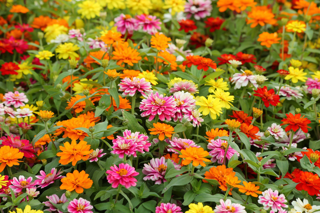 250 Mixed Colors Common GARDEN ZINNIA Elegans Flower Seeds