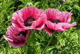 1000 MIXED Colors ORIENTAL POPPY Papaver Orientale Flower Seeds