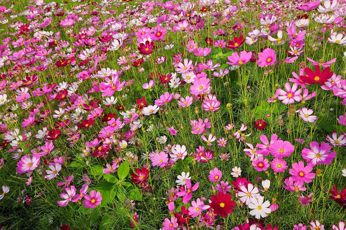 350 COSMOS SENSATION MIX Mixed Colors Cosmos Bipinnatus Flower Seeds