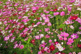 350 COSMOS SENSATION MIX Mixed Colors Cosmos Bipinnatus Flower Seeds