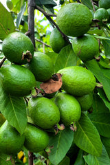 20 GUAVA FRUIT Tree Shrub Psidium Guajava White Flowers Fruit Seeds