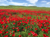 100 RED TURKISH POPPY Heirloom Papaver Somniferum Flower Seeds