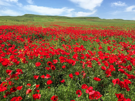 100 RED TURKISH POPPY Heirloom Papaver Somniferum Flower Seeds