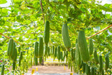 25 LUFFA SPONGE GOURD (Vegetable Sponge / Smooth Luffa / Sponge Loofa / Climbing Okra / Dishrag Gourd) Luffa Cylindrica Vine Seeds