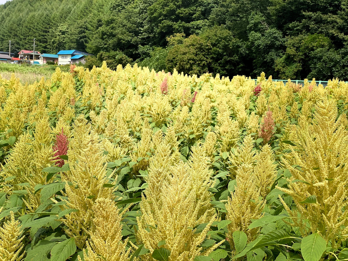 100 Pastel AUTUMNS TOUCH AMARANTHUS Cruentus Bronze Coral Apricot Flower Seeds
