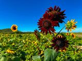 25 CHOCOLATE CHERRY SUNFLOWER Helianthus Annuus Red & Brown Flower Seeds