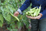 25 Louisiana LONG GREEN EGGPLANT Solanum Melongena Fruit Vegetable Seeds