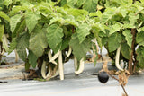 40 White Star FINGER FRUIT EGGPLANT Solanum Melongena Aubergine Fruit Vegetable Seeds