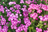 100 Mixed Colors DRUMMOND PHLOX MIX Pink, Red, White, Purple Phlox Drummondii Flower Seeds