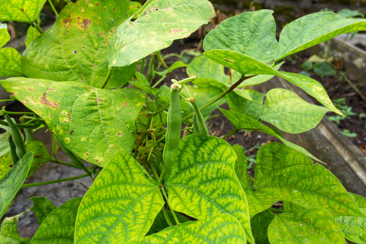 50 ROMA Italian GREEN BEAN Phaseolus Vulgaris Vegetable Seeds