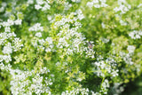 1000 CILANTRO / CORRIANDER / Chinese PARSLEY Coriandrum Sativum Herb Flower Seeds