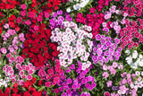 100 WEE Willie Dwarf SWEET WILLIAM Mixed Colors Dianthus Barbatus Flower Seeds