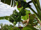 5 PLANTAIN BANANA Musa Balbisiana Hardy Red Flowering Sweet Wild Fruit Tree Seeds