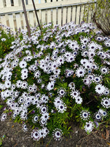 5 WHIRLIGIG OSTEOSPERMUM Fruticosum Pinwheel African Cape Daisy Flower Seeds