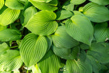 10 HOSTA ELEGANS Shade Lover Flower Seeds