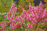 5 DWARF RUSSIAN ALMOND Prunus Tenella Rose Red Pink Fragrant Flower Shrub Seeds