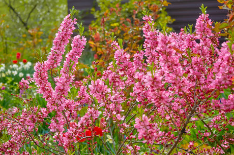 5 DWARF RUSSIAN ALMOND Prunus Tenella Rose Red Pink Fragrant Flower Shrub Seeds