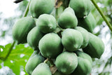 10 DWARF WAIMANALO PAPAYA Solo Hawaiian Carica Fruit Tree Houseplant Seeds