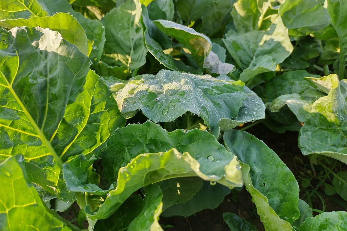 1000 PREMIER KALE Early Hanover Brassica Oleracea Greens Vegetable Seeds
