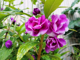 100 Mixed Colors DOUBLE CAMELLIA IMPATIENS (Balsam / Lady Slipper / Touch Me Not) Impatiens Balsamina Flower Seeds