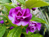 100 Mixed Colors DOUBLE CAMELLIA IMPATIENS (Balsam / Lady Slipper / Touch Me Not) Impatiens Balsamina Flower Seeds
