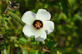 10 SIMPLY LOVE HIBISCUS (Flower of the Hour / Baldder Hibiscus) Hibiscus Trionum Flower Seeds