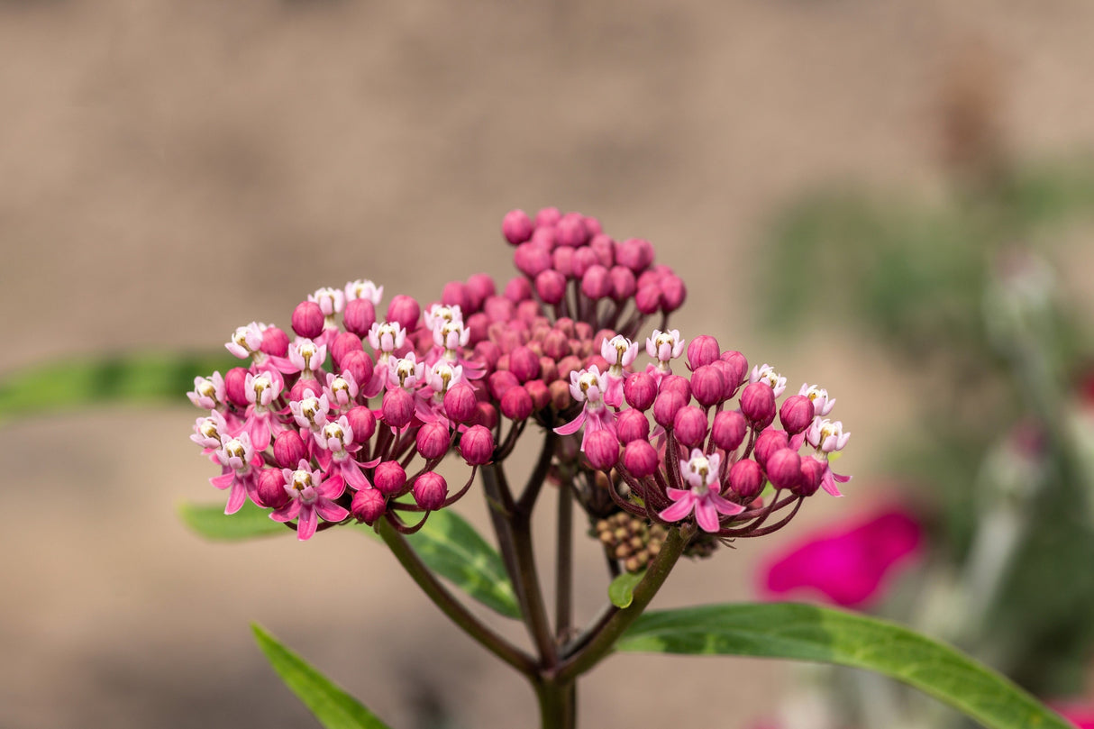 20 CINDERELLA MILKWEED Asclepias Incarnata Flower Seeds