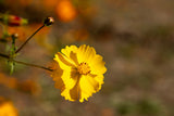 300 YELLOW SULPHUR COSMOS Bipinnatus Flower Seeds
