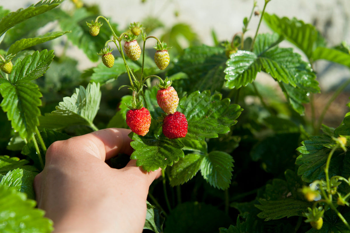 100 VESCA BARON STRAWBERRY Solemacher Berry Fragari Fruit Seeds