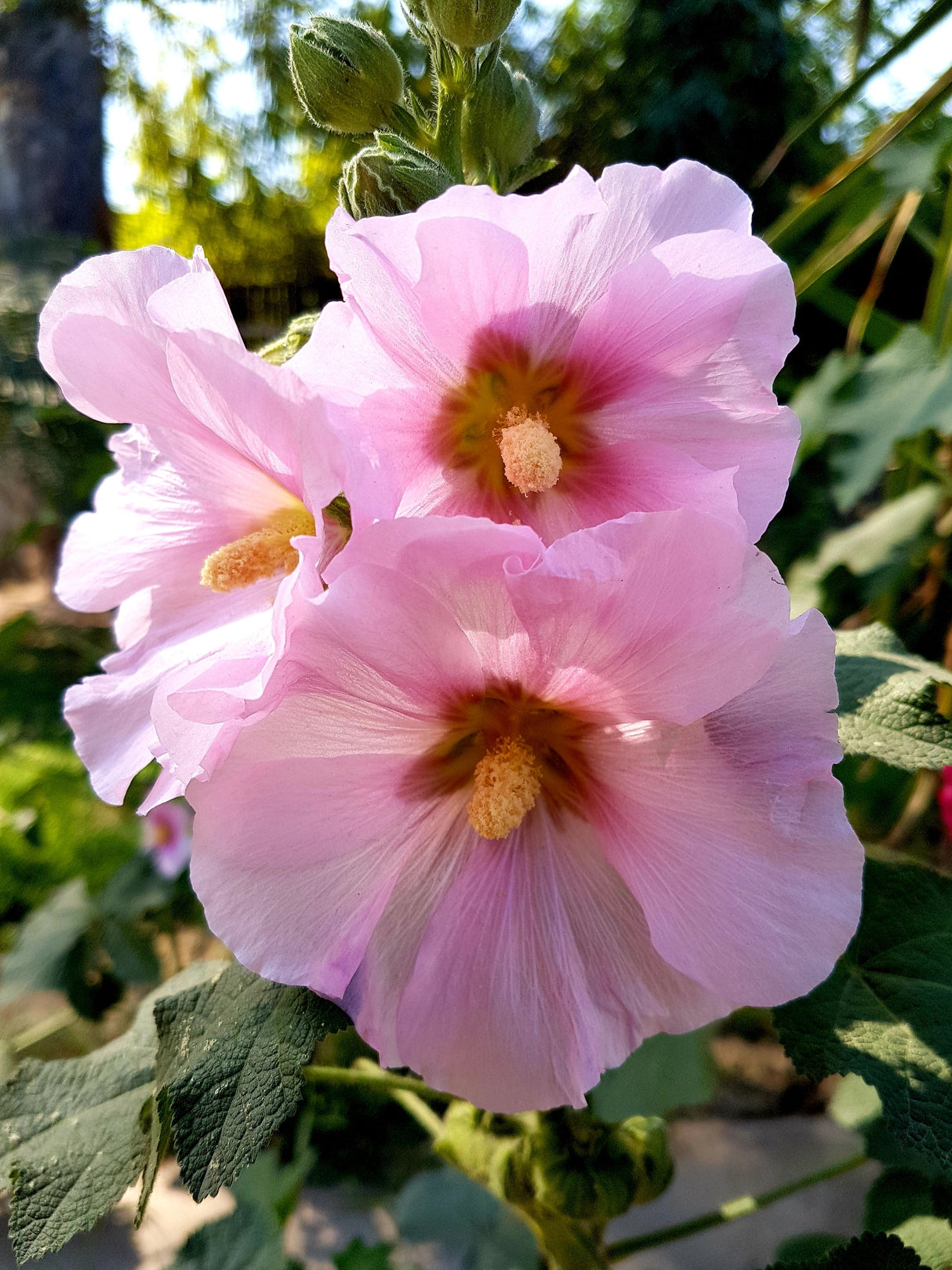25 PALE PINK HOLLYHOCK Light Alcea Rosea Flower Seeds Perennial