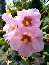 25 PALE PINK HOLLYHOCK Light Alcea Rosea Flower Seeds Perennial