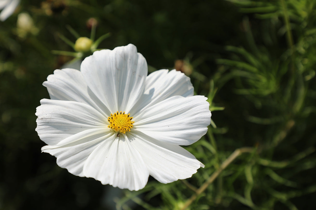 350 PURITY WHITE COSMOS Cosmos Bipinnatus Flower Seeds