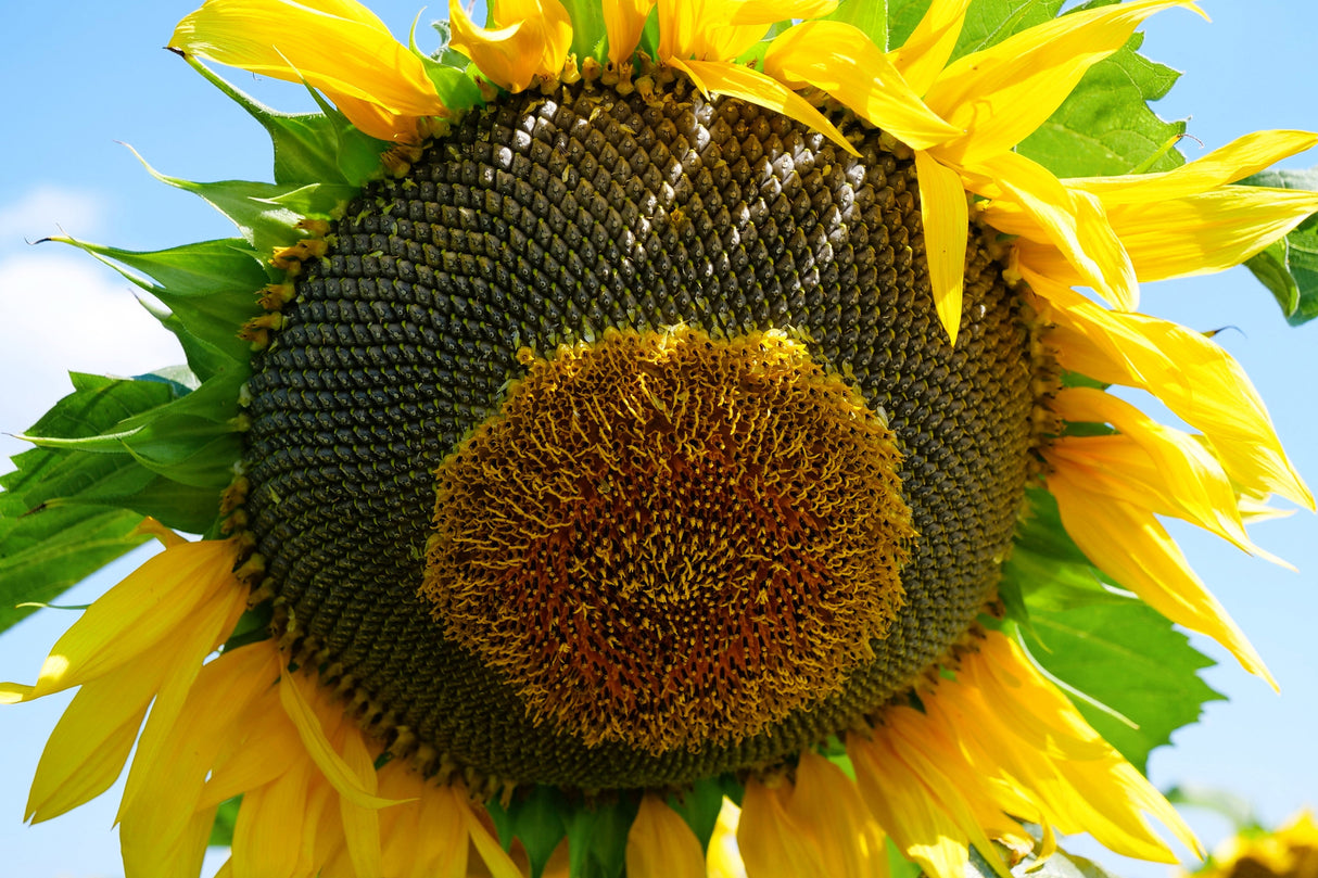 50 HOPI Black Dye SUNFLOWER Helianthus Annuus Flower Seeds