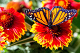 100 ARIZONA SUN GAILLARDIA Pulchella Indian Blanket Flower Seeds