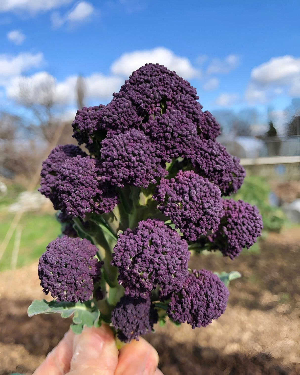 200 PURPLE SPROUTING BROCCOLI Brassica Oleracea Vegetable Seeds