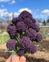 200 PURPLE SPROUTING BROCCOLI Brassica Oleracea Vegetable Seeds