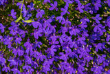 200 CRYSTAL PALACE LOBELIA Regatta Purple Blue Lobelia Erinus Flower Seeds