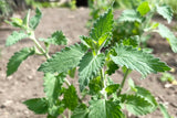 200 Lemon LEMONY CATNIP Nepeta Cataria Citriodora Herb Flower Seeds