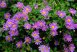 200 Purple Mix SWAN RIVER DAISY Brachyscome Iberidifolia Flower Seeds