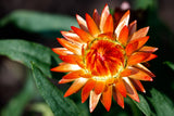 100 ORANGE DOUBLE STRAWFLOWER Xerochrysum Bracteatum Helichrysum Monstrosum Flower Seeds