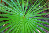 30 CALIFORNIA FAN PALM Tree Petticoat Arizona Desert Washingtonia Filifera Seeds