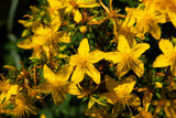 1500 Great SAINT JOHNS WORT St John's Hypericum Pyramidatum Yellow Flower Herb Seeds