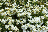 800 WHITE ALPINE ROCKCRESS Aubrieta Rock Cress Arabis Alpina Flower Seeds