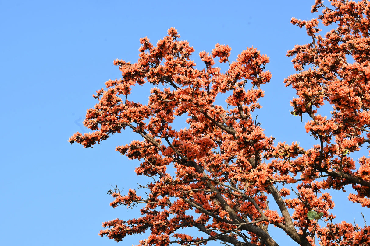 5 FLAME OF THE FOREST Tree Butea Monosperma Palash Orange Red Flower Seeds