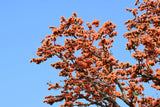 5 FLAME OF THE FOREST Tree Butea Monosperma Palash Orange Red Flower Seeds