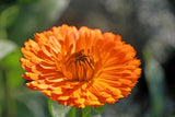 500 PACIFIC Beauty ORANGE MARIGOLD Calendula Officinalis Flower Seeds